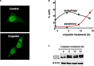 AMPK/mTOR Signaling in Autophagy Regulation During Cisplatin-Induced Acute Kidney Injury